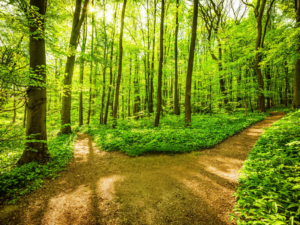 Edited forest trail image with the center path section removed to create a unified walking trail.