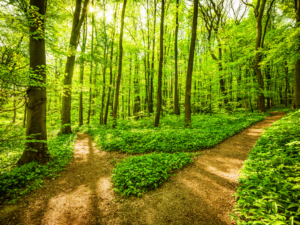 Forest trail image showing multiple nature paths surrounded by green trees and sunlight.
